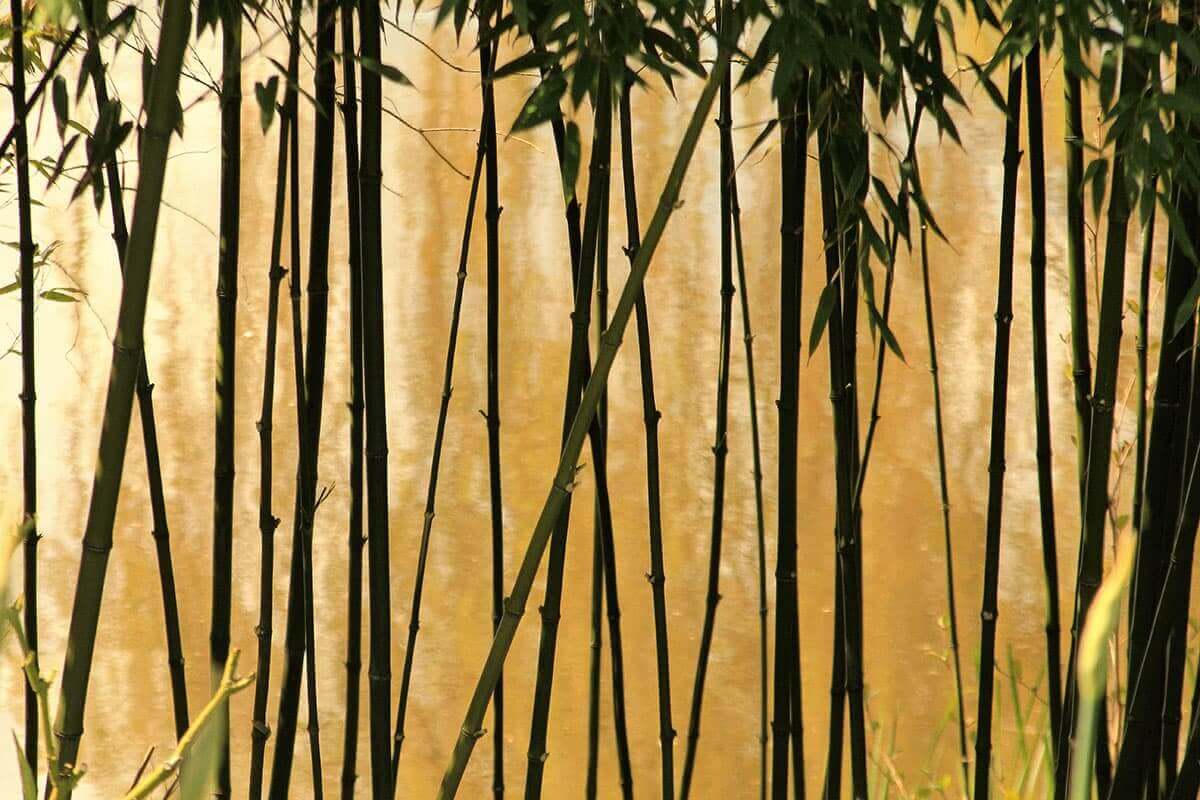 bamboo forest